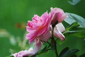 Roses - UC Master Gardener Program
