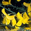 Scotch broom: A beautiful plant, but a forest nightmare.