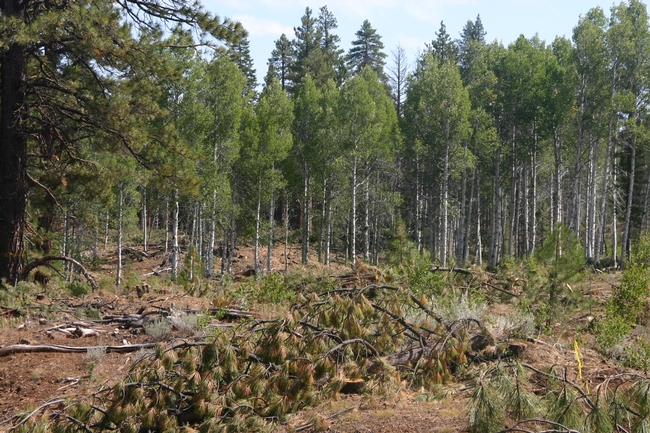 An aspen stand released from conifer encroachment. The fallen conifers are in the foreground.
