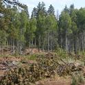 An aspen stand released from conifer encroachment. The fallen conifers are in the foreground.