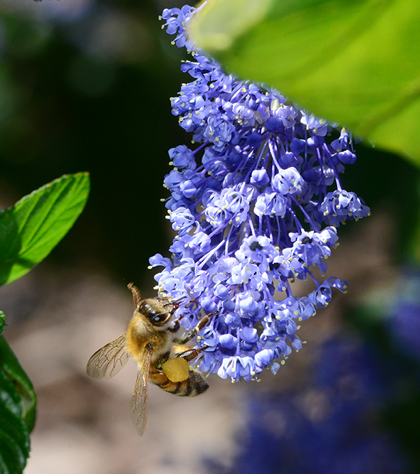 A honeybee searches for nectar on a ceanothus.