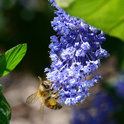 A honeybee searches for nectar on ceanothus.