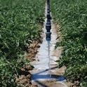Overhead irrigation can help save water on farms.
