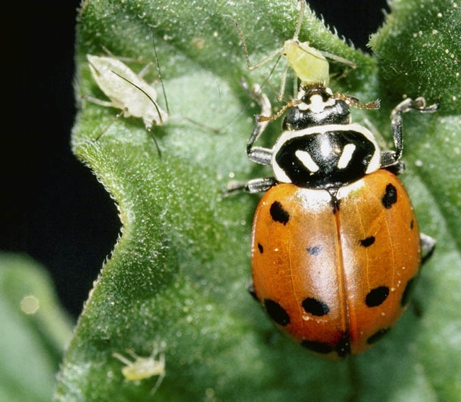 Convergent lady beetles eat aphids voraciously.