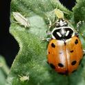 Convergent lady beetles eat aphids voraciously.
