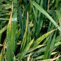 The yellow lesions on wheat leaves are a symptom of stripe rust.
