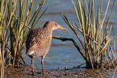 The California clapper rail — a bird found only in the bay — has come to depend on an invasive salt marsh cordgrass for nesting habitat. (Photo: Robert Clark)