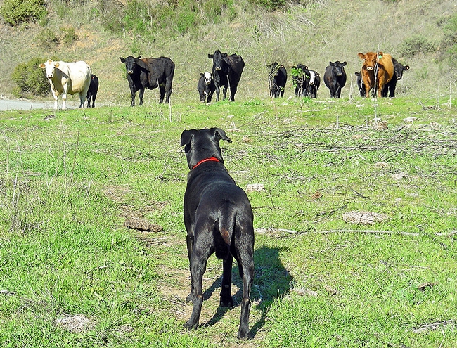 A black labrador retriever observes a herd of cattle grazing on grass.