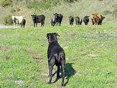 A black labrador retriever observes a herd of cattle grazing on grass.