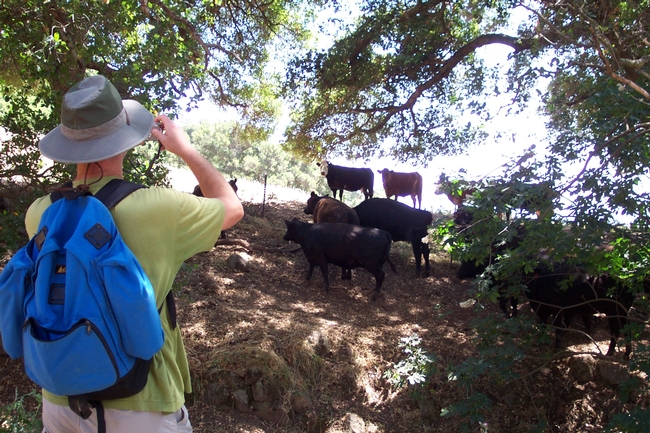 A hiker wearing a hat and backpack takes a photo of a herd of cows on a hillside among trees.