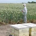 Monitoring honey bee activity in onion seed production