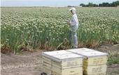 Monitoring honey bee activity in onion seed production
