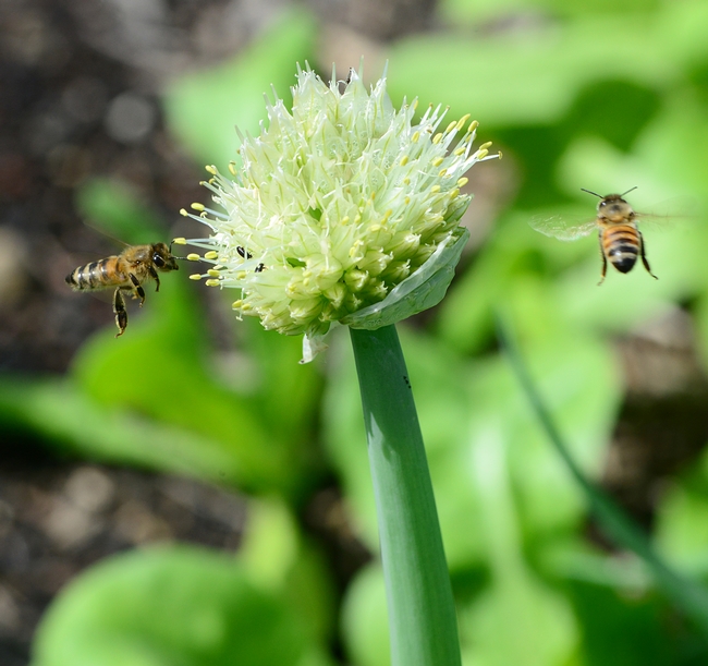 Honey bees visiting an onion umbel. Photo by Kathy Keatley Garvey