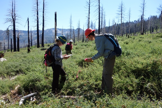 Postdoctoral researcher Jens Stevens (right) inspects an untreated forest after a wildfire.