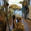 Stephany Wilkes shears a 150-lb Targhee-Columbia ewe at Hopland Research and Extension Center.