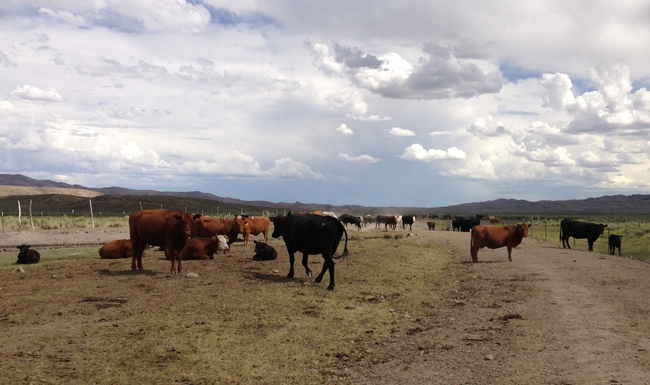 Cattle need special care in times of drought.