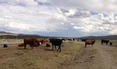 Cattle need special care in times of drought.