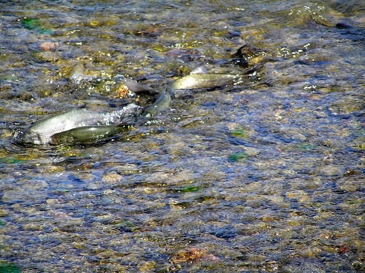 Clear Lake hotcj spawning in Adobe Creek. (Photo: Richard Macedo, California Department of Fish and Wildlife)