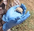 A hatchling Mojave desert tortoise.