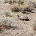 Desert tortoises are well camouflaged in the California desert.