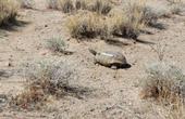 Desert tortoises are well camouflaged in the California desert.
