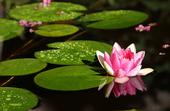 Pink waterlilies glowing in a garden pond. (Photo by Kathy Keatley Garvey)