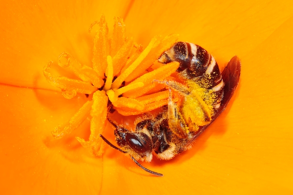 Sweat bee on a bright orange poppy.