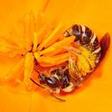 A sweat bee collects pollen from a California poppy. (Photo: Rollin Coville)