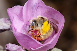 bee on a pollen-laden purple flow