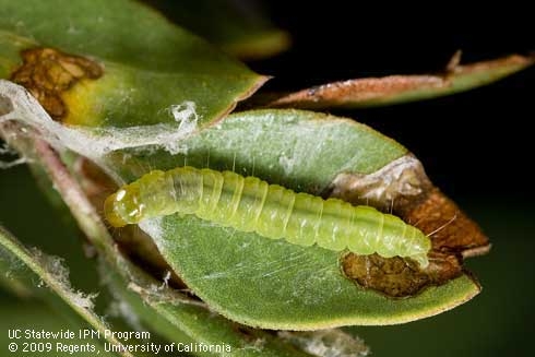 It's easy to confuse light brown apple moth caterpillars with look-alikes, including orange tortrix, omnivorous leafroller, avocado leafroller and apple pandemic moth.