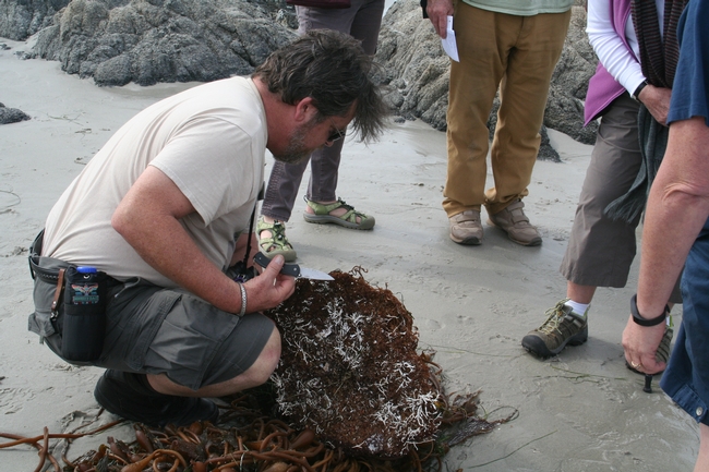 California Naturalist Scott Van Tyle takes a close look at a sea kelp rootball on the beach at Asilomar.