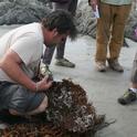 California Naturalist Scott Van Tyle takes a close look at a sea kelp rootball on the beach at Asilomar.