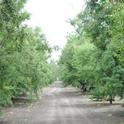 Nutrient management in almond orchards will be discussed in November.