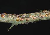 Argentine ants tending brown soft scale on a citrus twig. Chlorpyrifos is sometimes necessary to control ants in citrus.