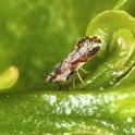 Asian citrus psyllid is established in some urban Tulare County communities.