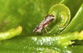 Asian citrus psyllid is established in some urban Tulare County communities.