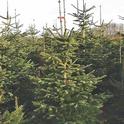 Nordmann fir Christmas trees are becoming popular on California farms because they have rich color, excellent structure, good needle retention and strong branches for ornament display.
