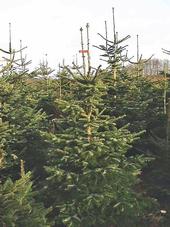 Nordmann fir Christmas trees are becoming popular on California farms because they have rich color, excellent structure, good needle retention and strong branches for ornament display.
