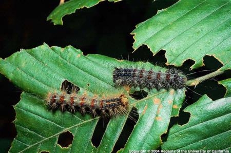 A single gypsy moth caterpillar can eat up to one square foot of leaves per day. Photo by Roger Zerillo.