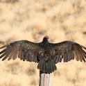A turkey vulture spreads its wings at Hopland. (Photo: Robert Keiffer)