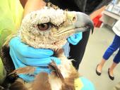 Golden eagle before treatment