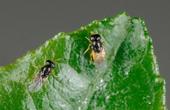 An adult male (left) and female diaphorencyrtus aligarhensis on a citrus leaf. (Photo: Mike Lewis)