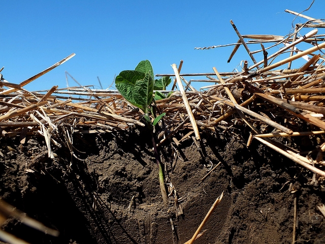 Conservation agriculture practices, such as reduced tillage and cover cropping, have proven soil building benefits. (Photo: NRCS)