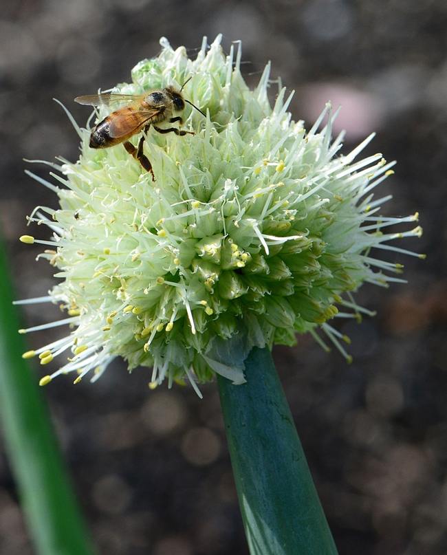 A honeybees collects nectar on an onion blossom. (Photo: Kathy Keatley Garvey)