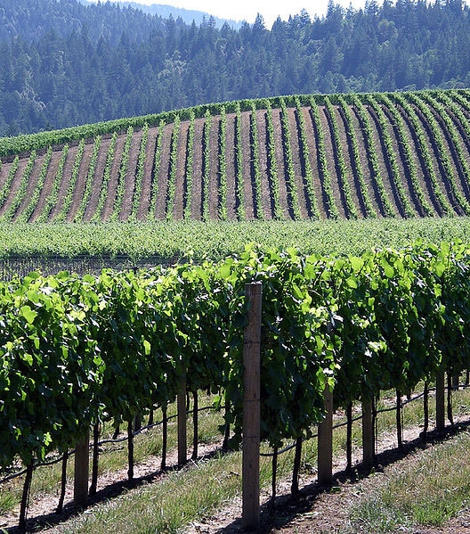 Organic vineyards struggling with invasion of exotic Virginia creeper leafhoppers in Lake and Mendocino counties.