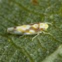 Virginia creeper leafhopper adults have a reddish-brown zigzag marking on each front wing.