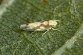 Virginia creeper leafhopper adults have a reddish-brown zigzag marking on each front wing.