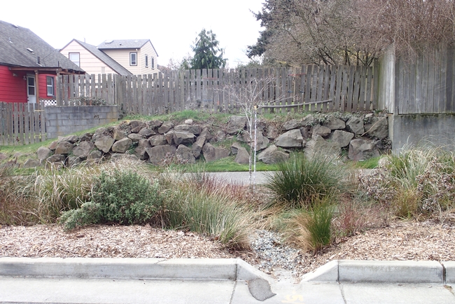 A V-cut in the curb allows water from the gutter to flow into the bioswale.