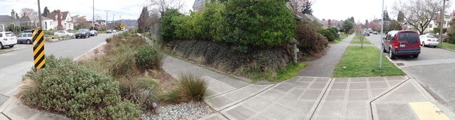 A street corner where two uses of the parkstrip can be seen: a classic lawn-and-trees arrangement on the right, and a bioswale on the left. The bioswale incorporates trees, but their performance (growth and lifespan) in such habitats remains unknown.