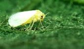 Cotton farmers will be carefully monitoring and treating for sweet potato whitefly during the 2015 growing season.